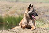 MALINOIS 822